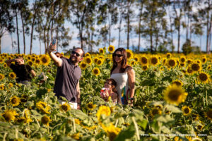 Campo de girassóis, show musical e exposição agrícola: confira a programação da AgroBV
