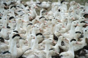 Brasil proíbe produção e venda de ‘foie gras’ feito por alimentação forçada de animais