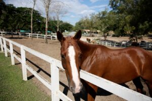 Aderr promove curso para habilitar médicos veterinários na emissão de GTA para eventos agropecuários