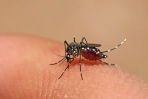 Dengue, zika, chikungunya e Oropouche: saiba diferenças e riscos da automedicação