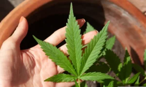 Autorizações para importação de cannabis aumentam 29% em 2026