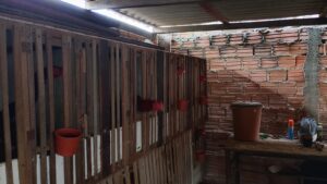 Polícia Civil apreende objetos usados em suposta rinha de galos em Boa Vista