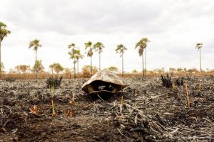 El Niño pode matar 13 mil pessoas no Brasil nos próximos seis meses, afirma estudo