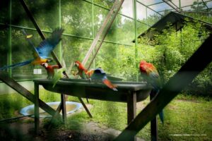 Bosque dos Papagaios reforça regras de visitação para proteger animais silvestres