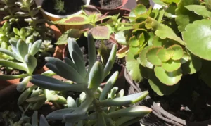 Plantas dentro de casa: conheça as espécies tóxicas e saiba quais cuidados tomar